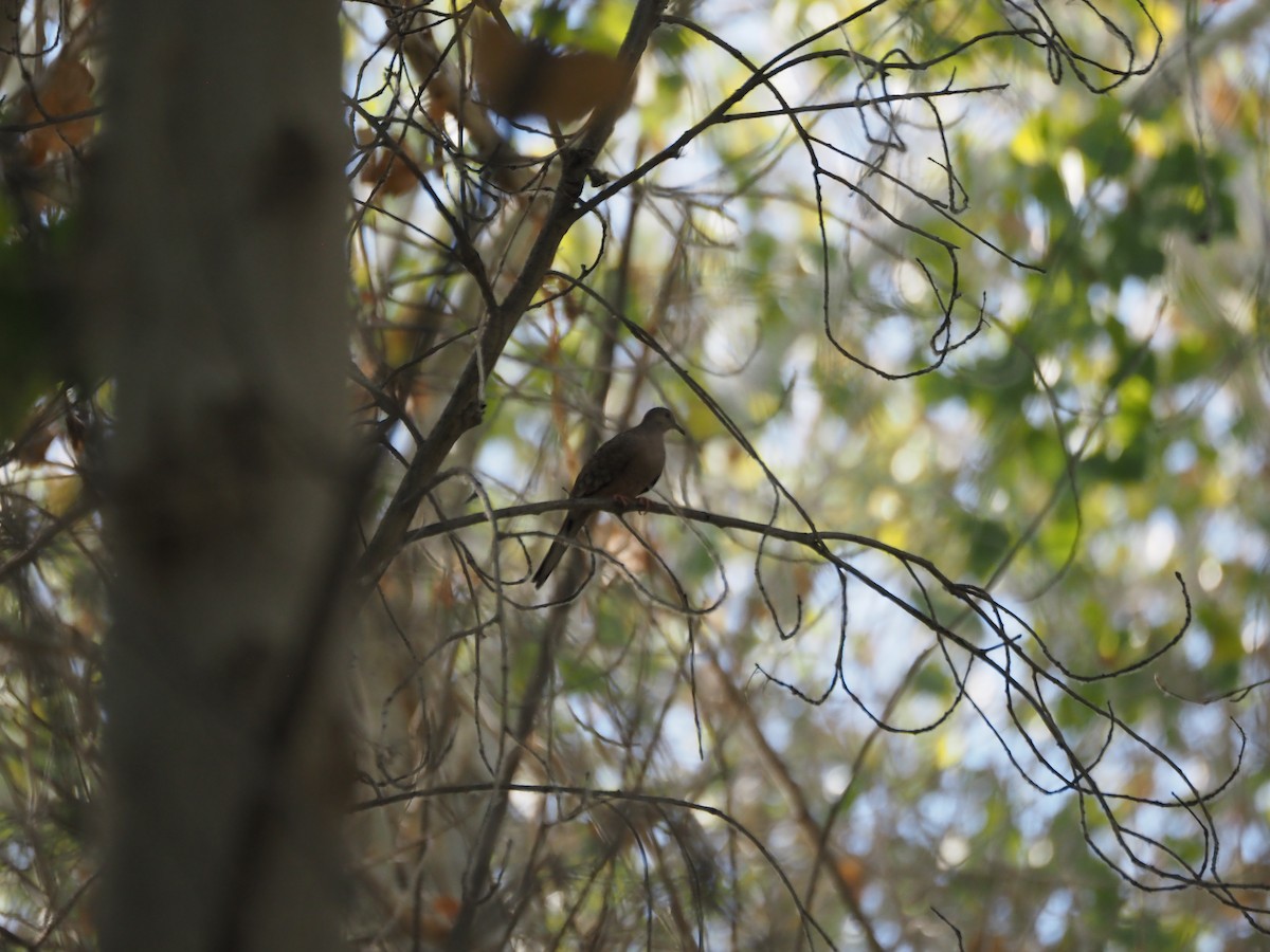 Inca Dove - ML639527361