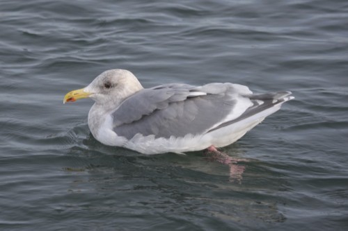 Glaucous-winged Gull - ML639527379