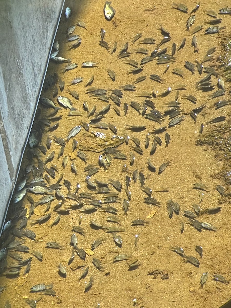 Animals - ML639527414