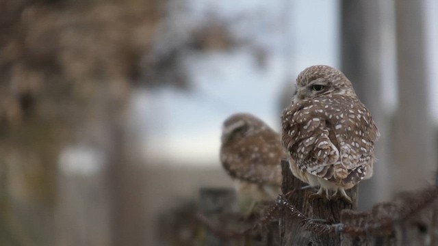 Burrowing Owl - ML639527431
