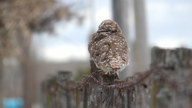 Burrowing Owl - ML639527432