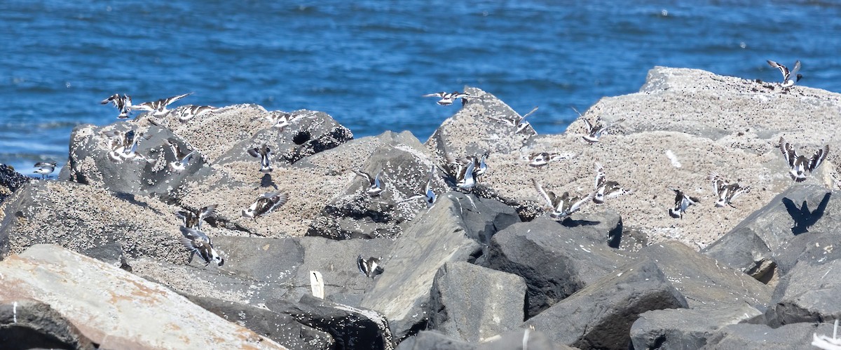 Black Turnstone - ML639527465