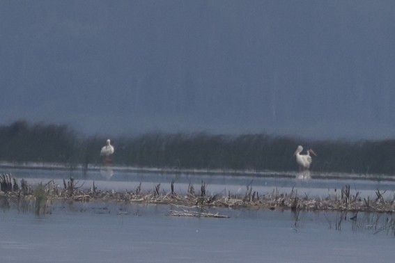 American White Pelican - ML639527479