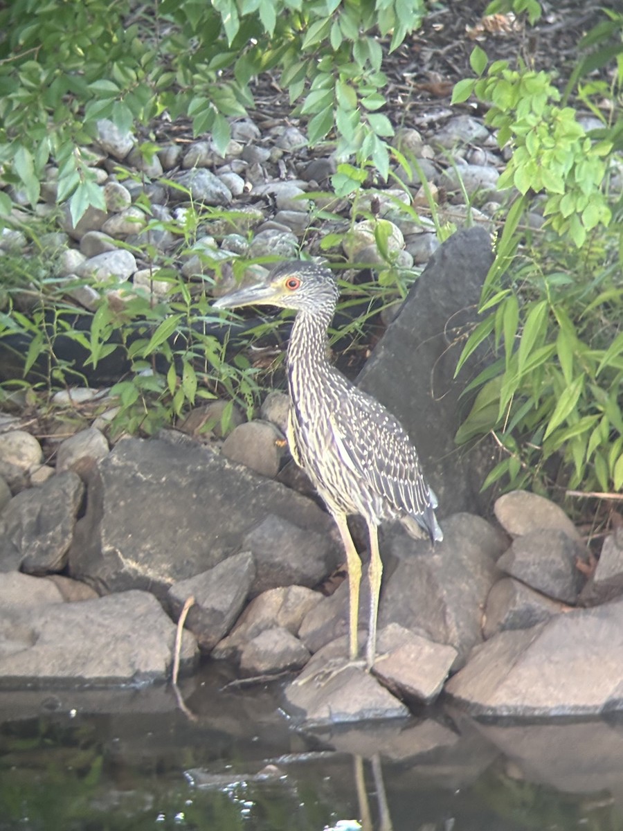 Yellow-crowned Night Heron - ML639527486