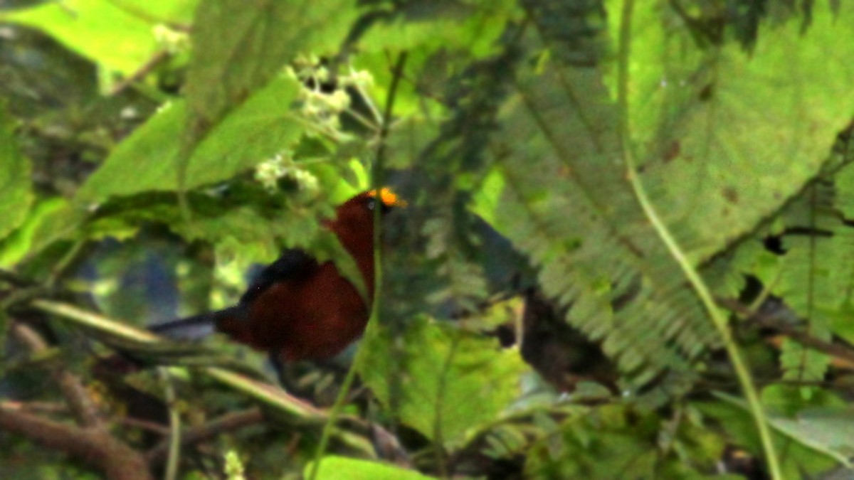 Plushcap - ML639527532