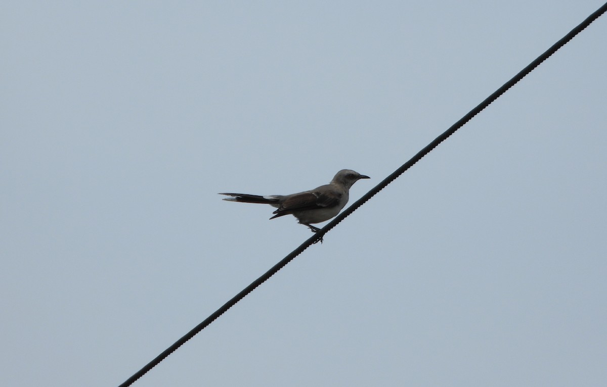 Tropical Mockingbird - ML639527543