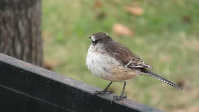 マミジロマネシツグミ - ML639527554