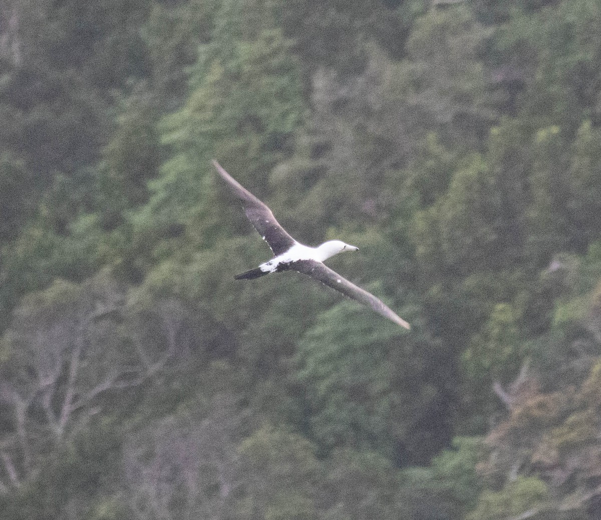 Abbott's Booby - ML639527558