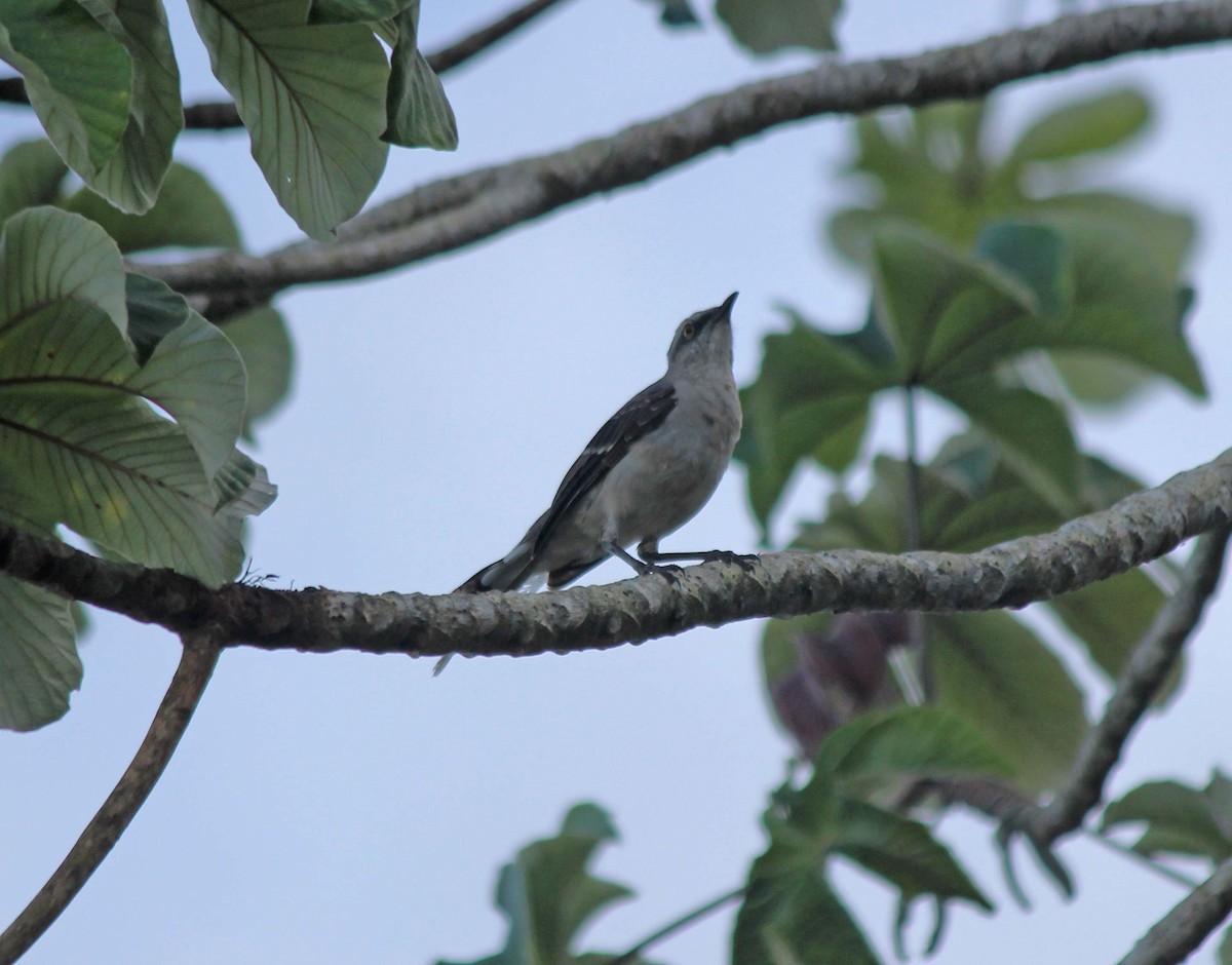 Tropical Mockingbird - ML639527578
