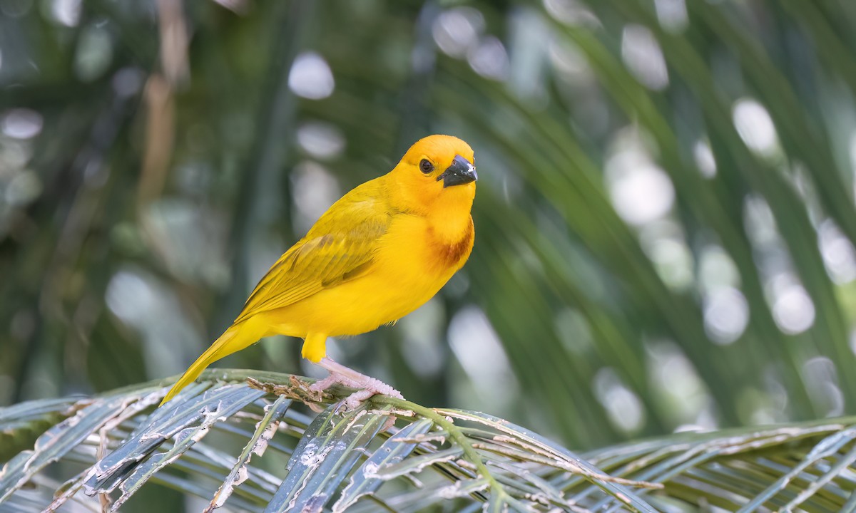 Golden Palm Weaver - ML639527684