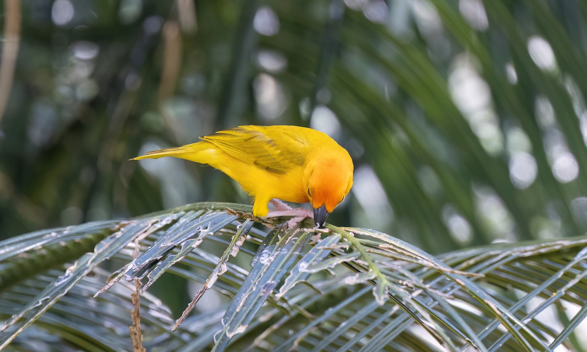 Golden Palm Weaver - ML639527687