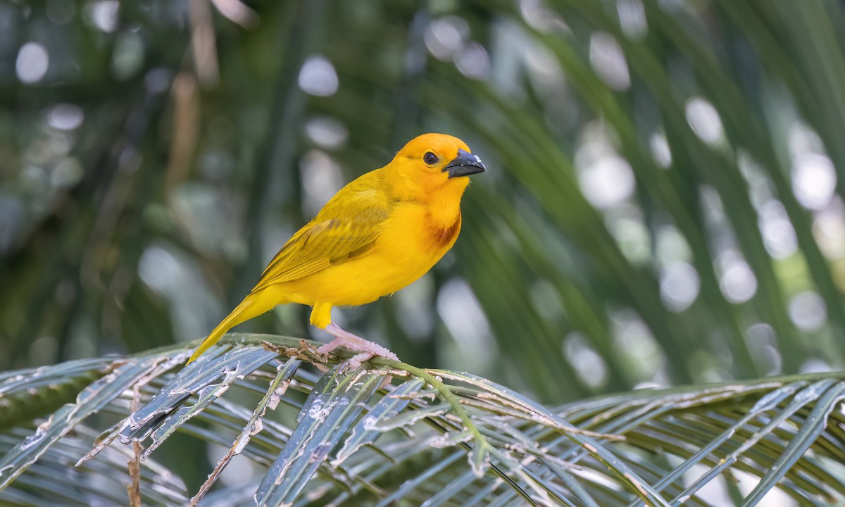 Golden Palm Weaver - ML639527688