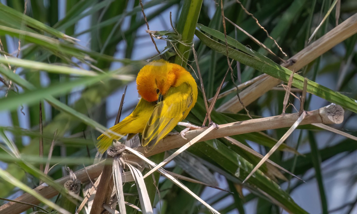 Golden Palm Weaver - ML639527689