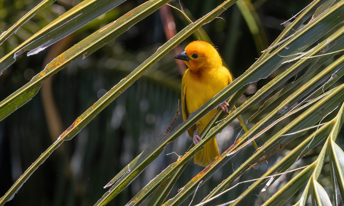 Golden Palm Weaver - ML639527691