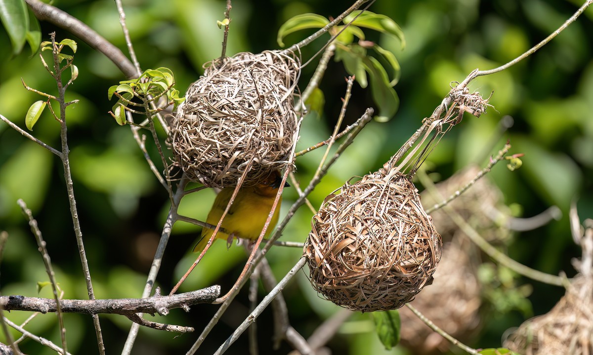 Golden Palm Weaver - ML639527692