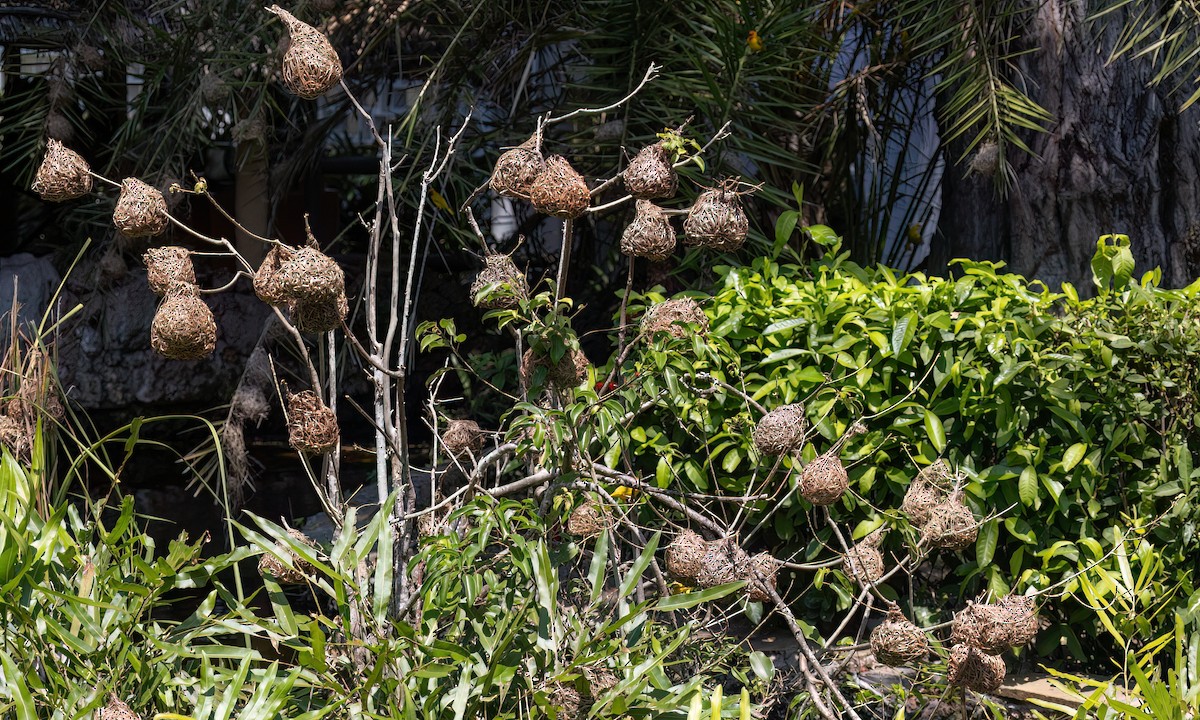 Golden Palm Weaver - ML639527693