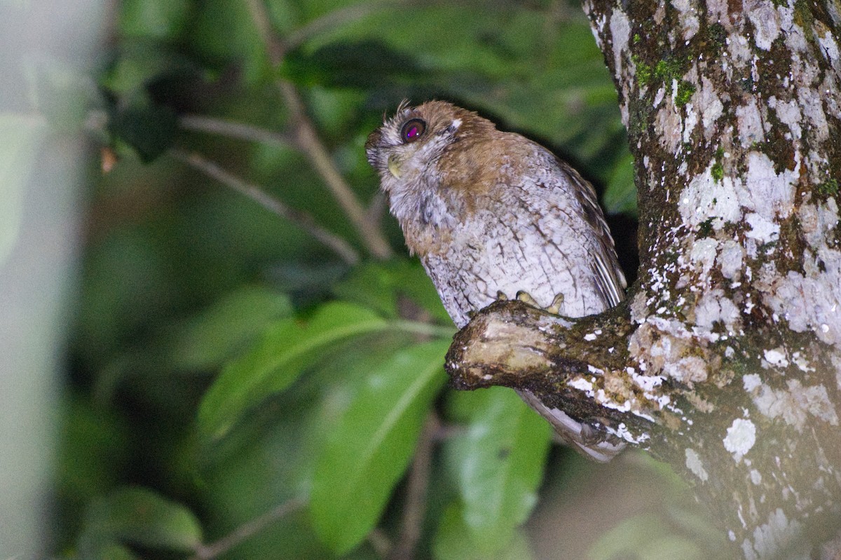 Puerto Rican Owl - ML639527786