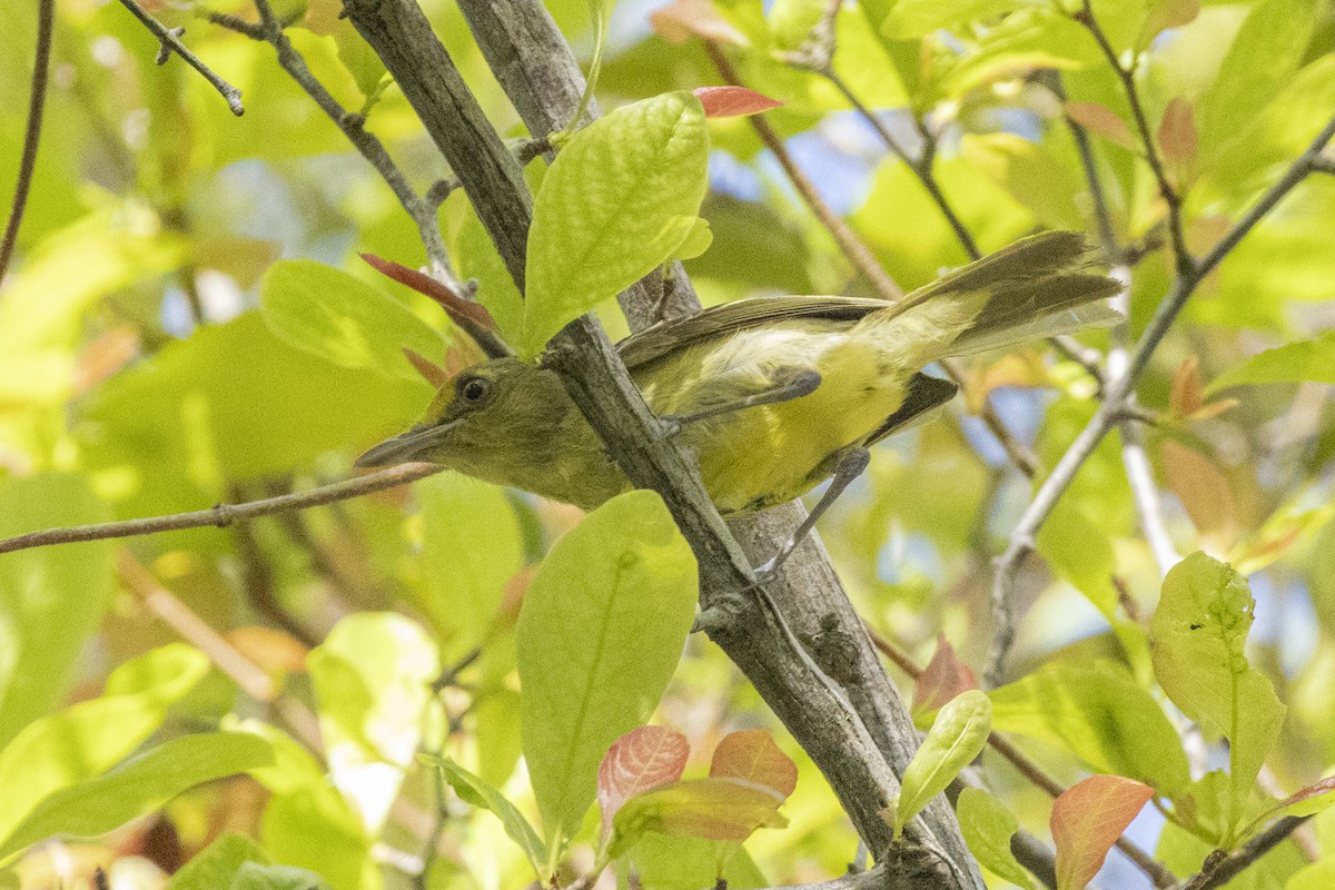 Mangrove Vireo - ML639527791