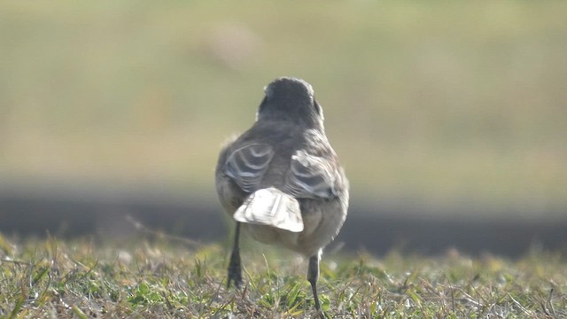 マミジロマネシツグミ - ML639527936