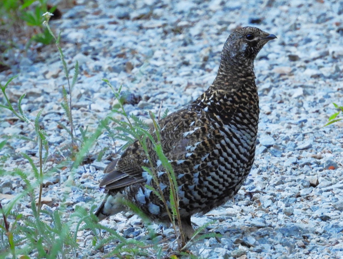 Spruce Grouse - ML639527942