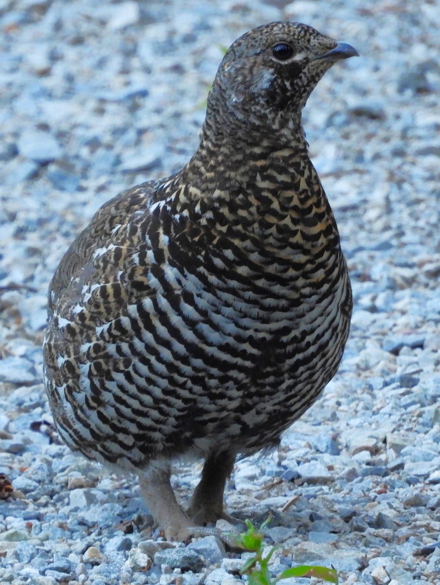 Spruce Grouse - ML639527943