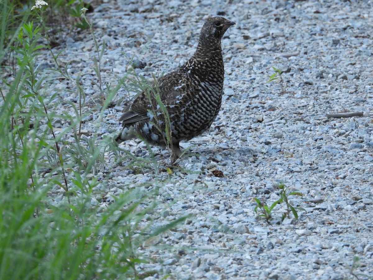 Spruce Grouse - ML639527945