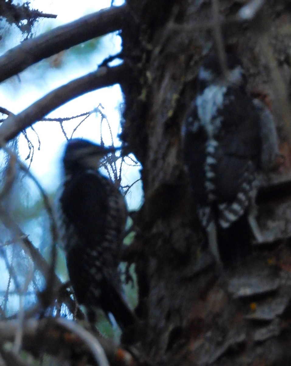 American Three-toed Woodpecker (Rocky Mts.) - ML639527958