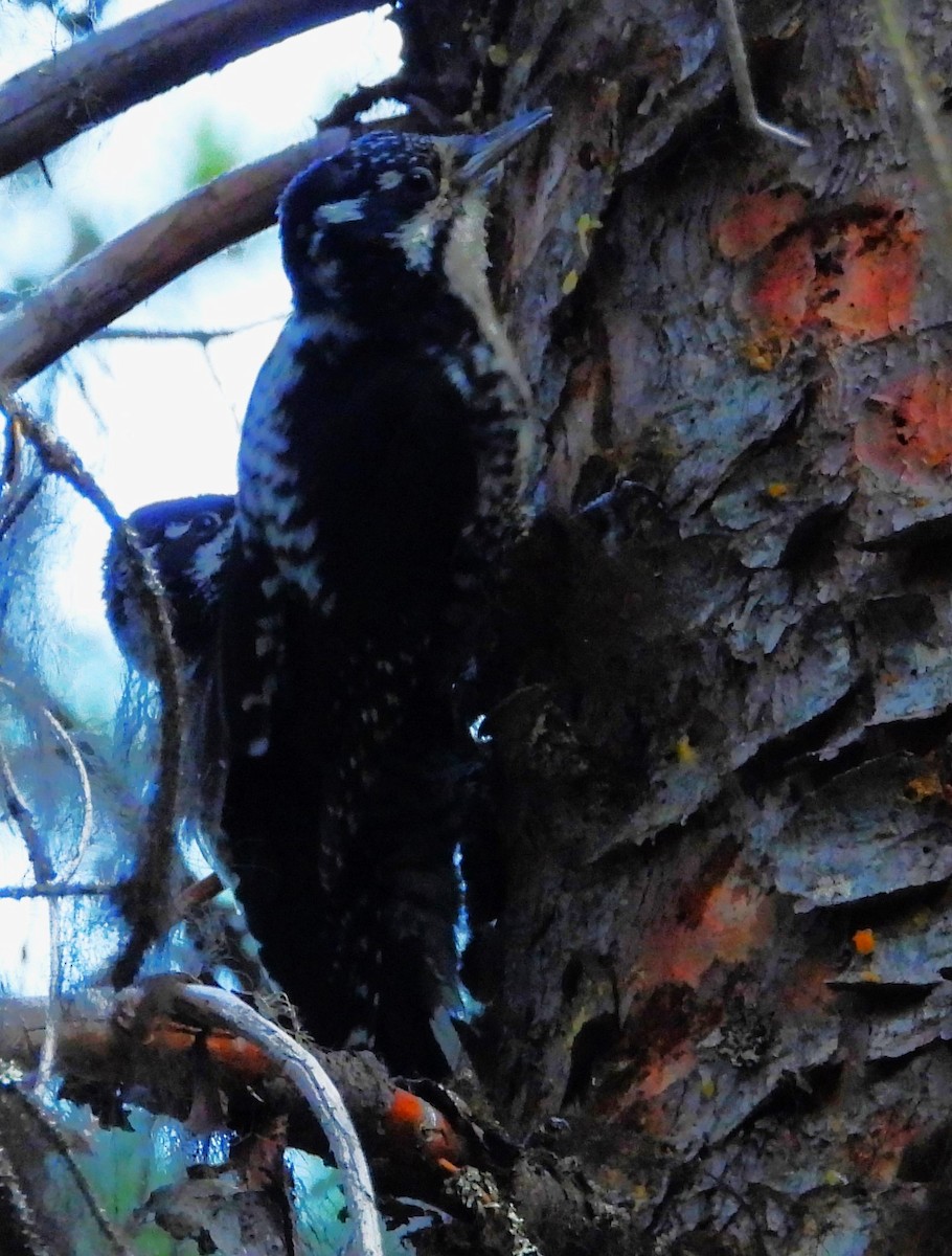 American Three-toed Woodpecker (Rocky Mts.) - ML639527959