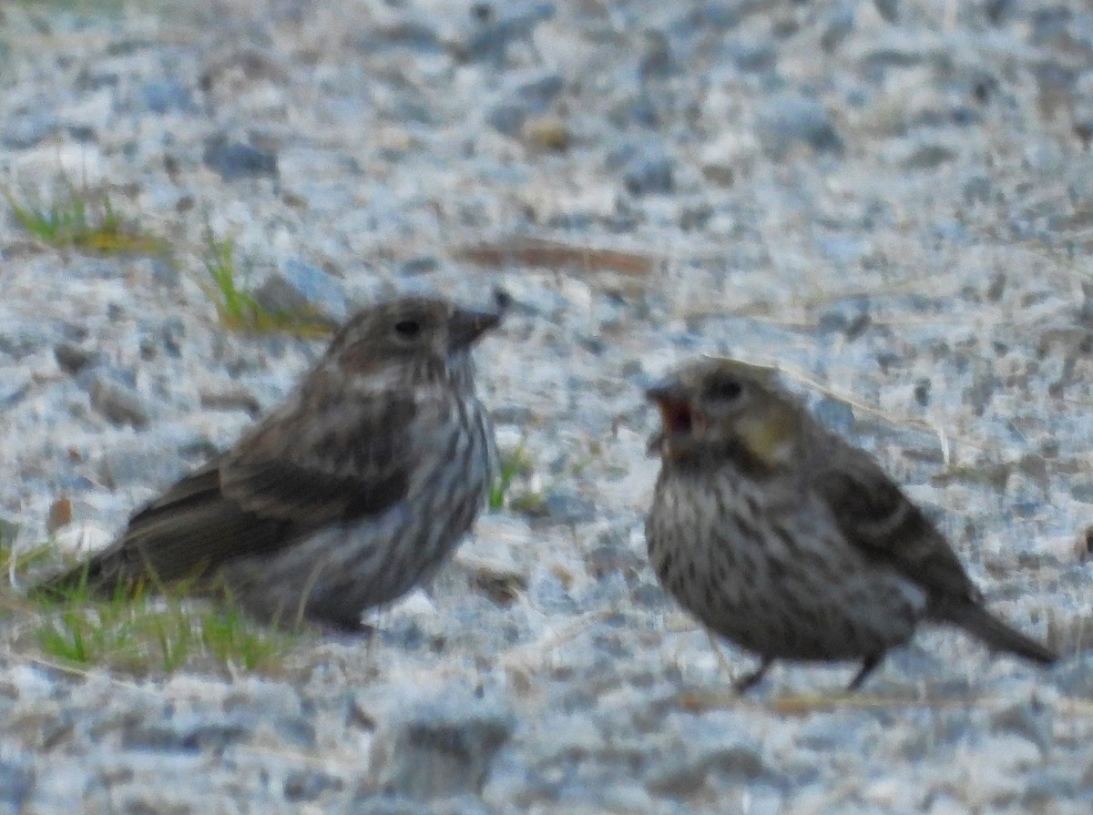 Cassin's Finch - ML639527978
