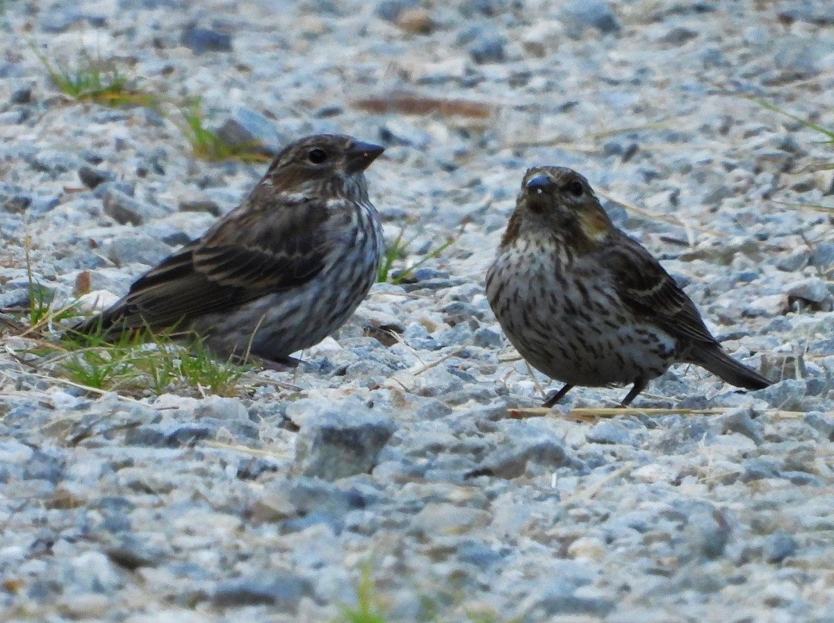 Cassin's Finch - ML639527979