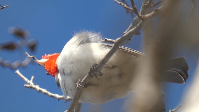 Red-crested Cardinal - ML639528026