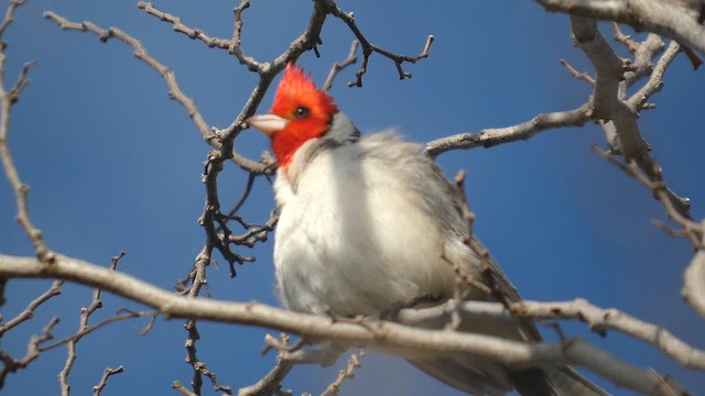 Red-crested Cardinal - ML639528030