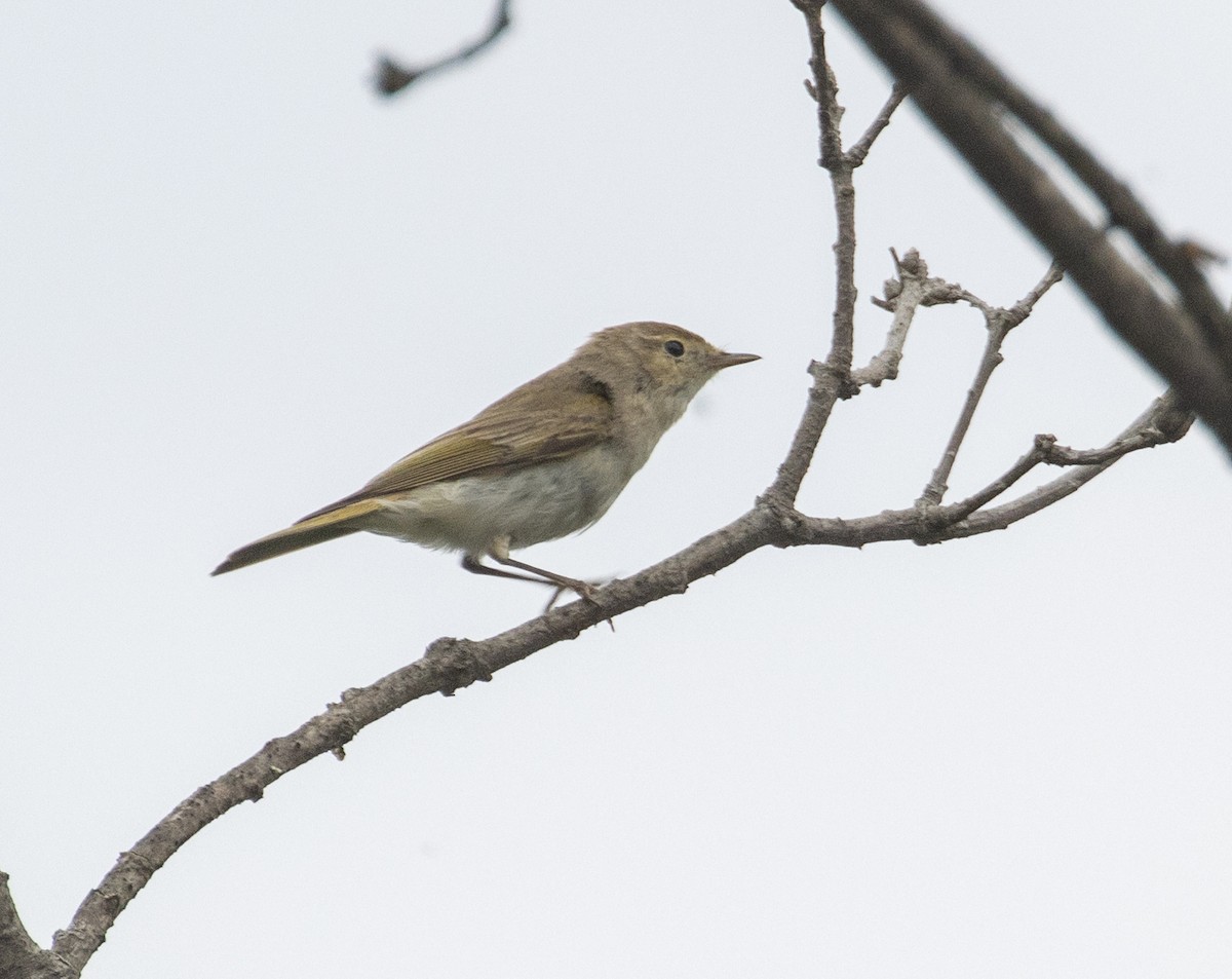 Eastern Bonelli's Warbler - ML639528122