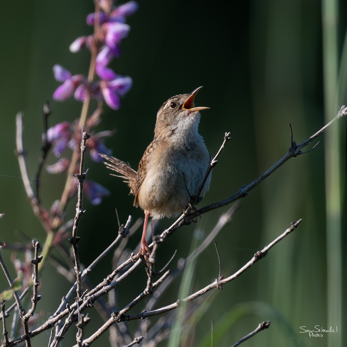 Sedge Wren - ML639528161