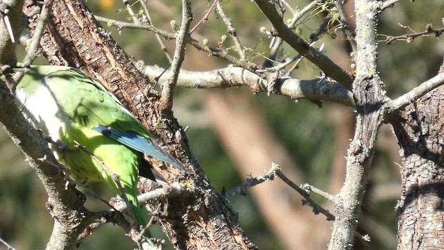 Monk Parakeet - ML639528292