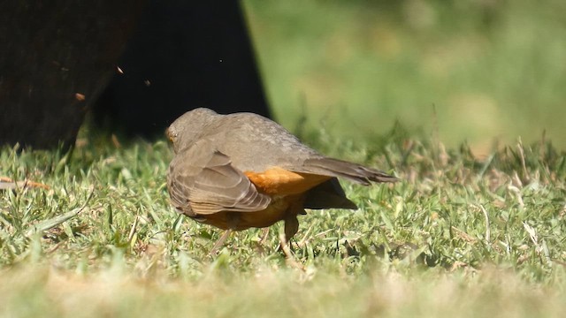 Rufous-bellied Thrush - ML639528356