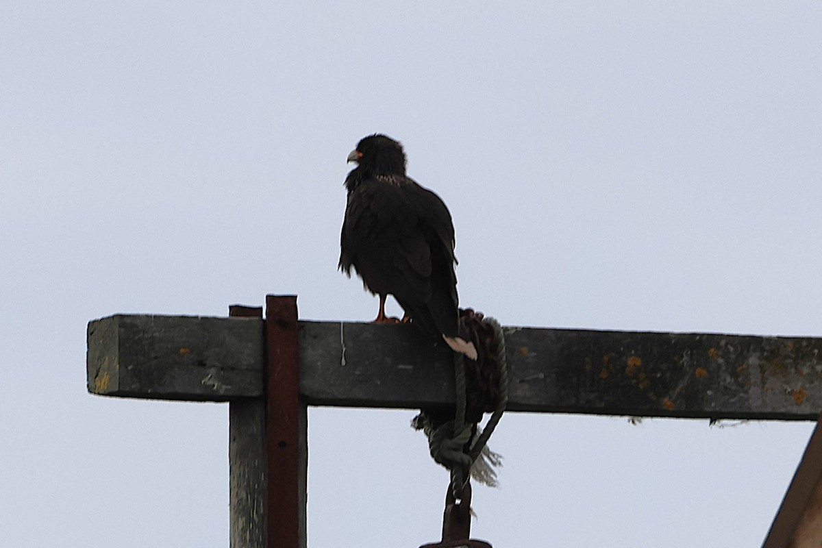 Caracara Austral - ML639528444