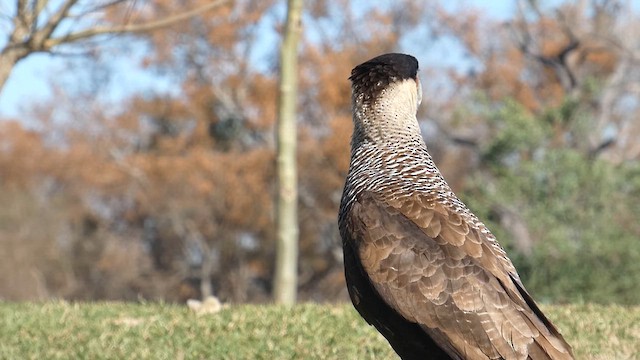 Crested Caracara - ML639528593