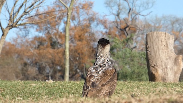 Crested Caracara - ML639528594