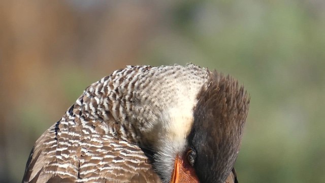 Crested Caracara - ML639528595