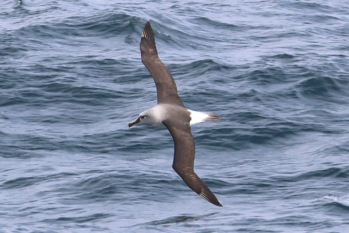 Boz Başlı Albatros - ML639528753