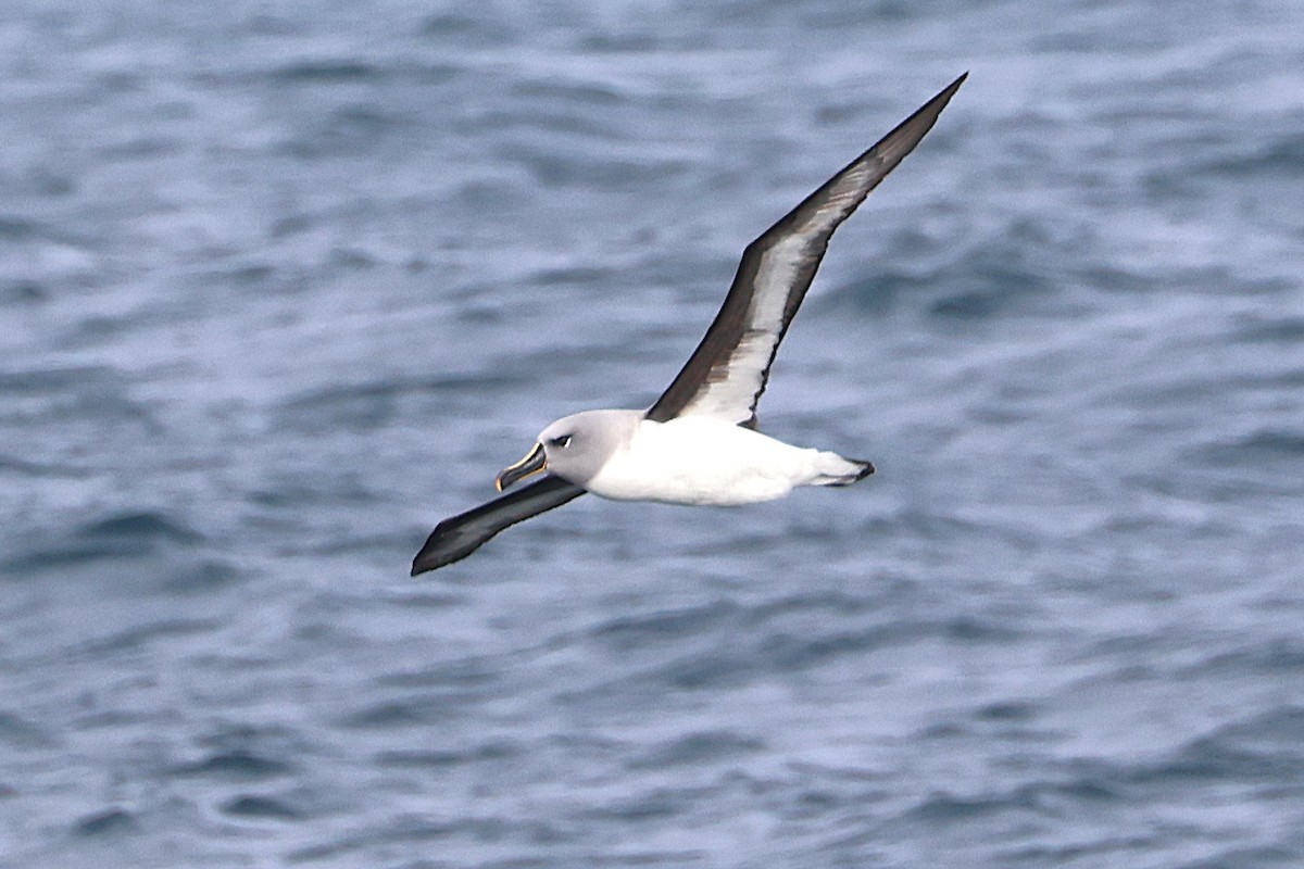 Boz Başlı Albatros - ML639528755