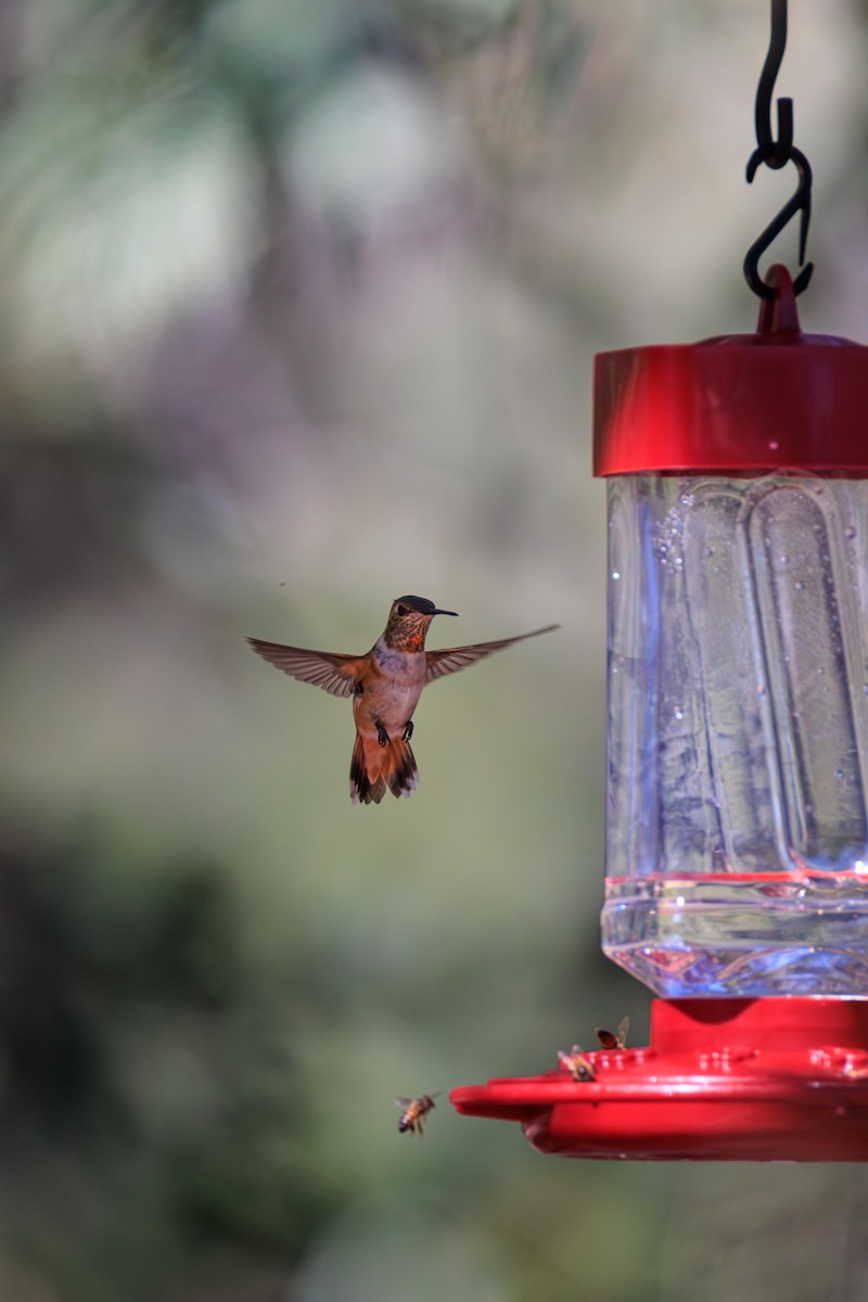 Rufous/Allen's Hummingbird - ML639528762