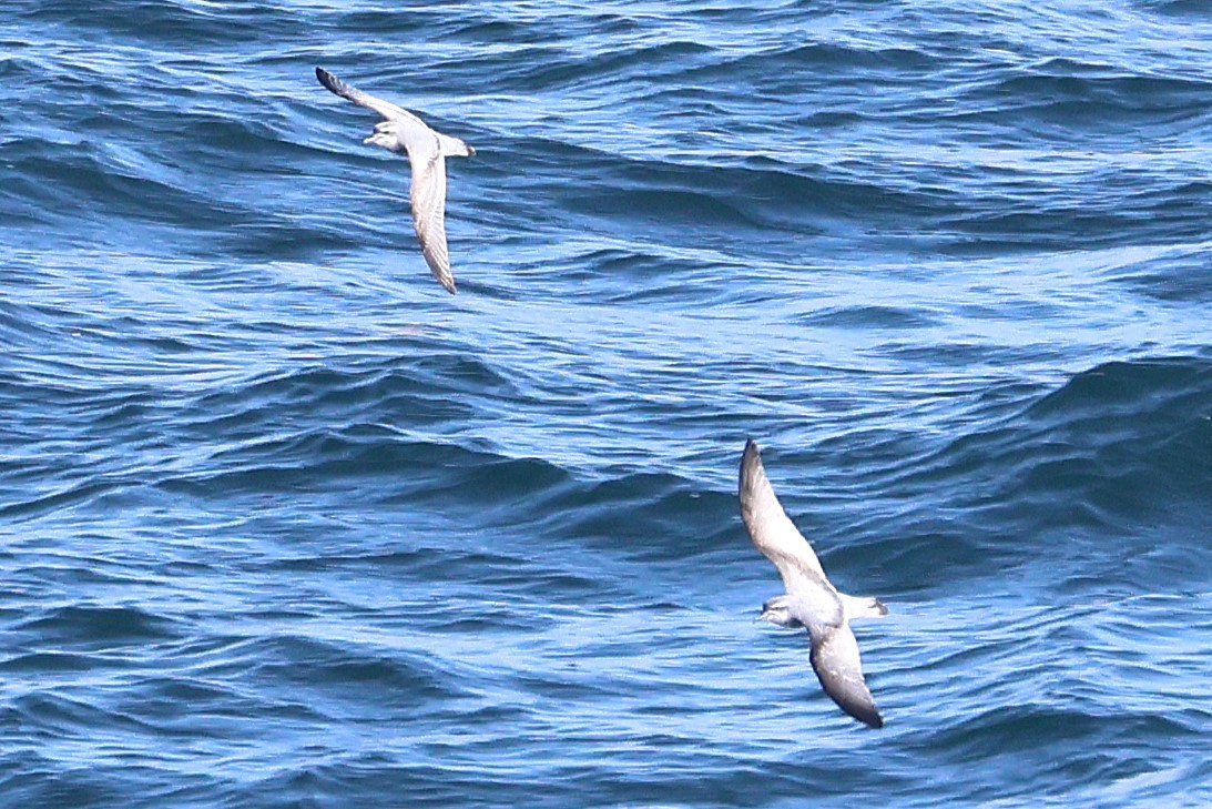 Slender-billed Prion - ML639528789
