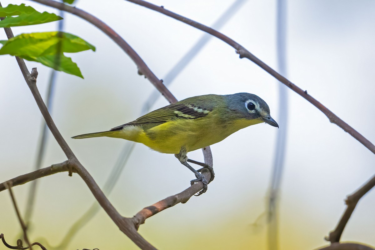 Vireo Solitario - ML639528821