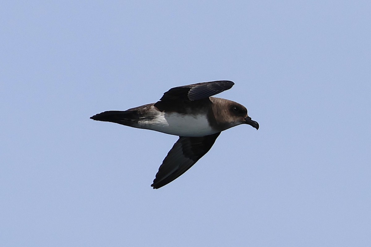 Atlantic Petrel - ML639528841