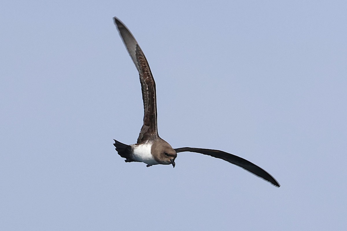 Atlantic Petrel - ML639528842