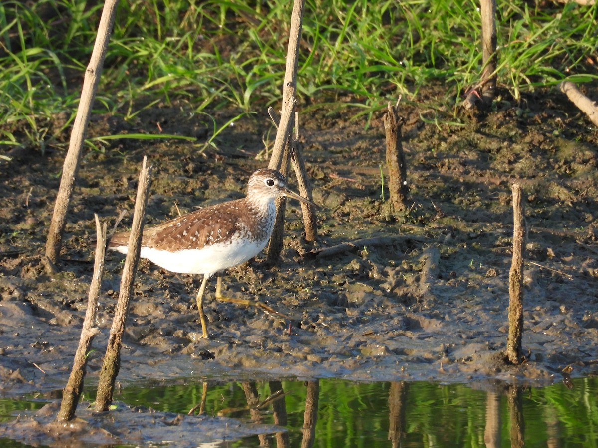 Solitary Sandpiper - ML639528854