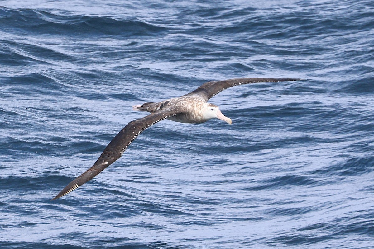 Snowy/Tristan/Antipodean Albatross - ML639528855
