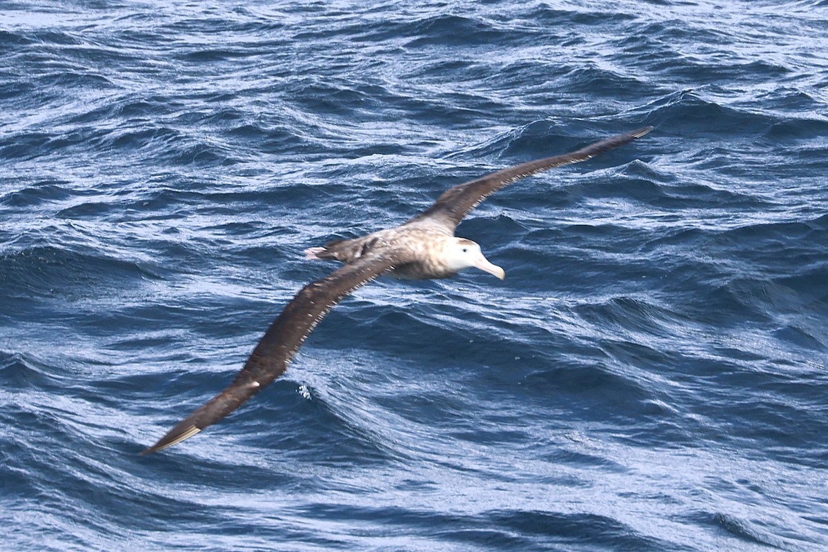 Snowy/Tristan/Antipodean Albatross - ML639528856